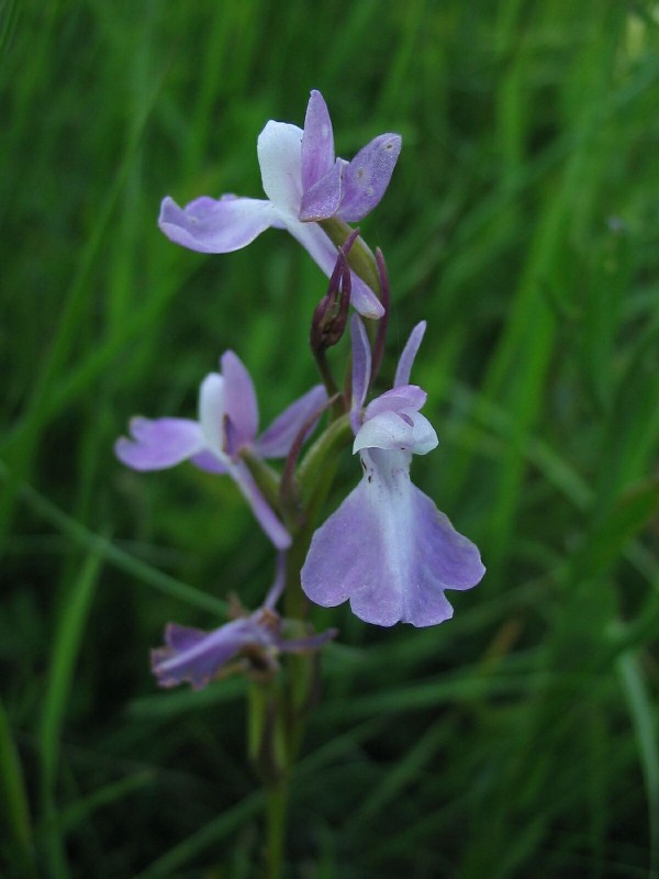 Orchis palustris